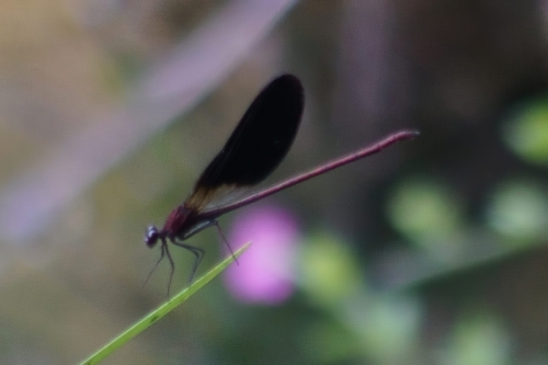 DSC07670-topaz-enhance-4x