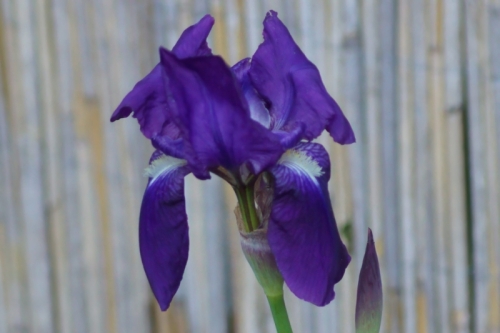 DSC08882-topaz-denoise