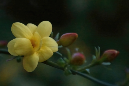 DSC09028-topaz-denoise