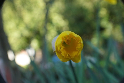 DSC09058-topaz-denoise