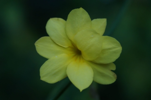 DSC09084-topaz-denoise-sharpen