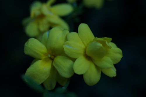 DSC09121-topaz-denoise-sharpen