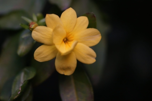 DSC09126-topaz-denoise-sharpen