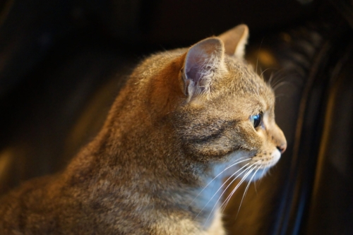 DSC09129-topaz-denoise-sharpen