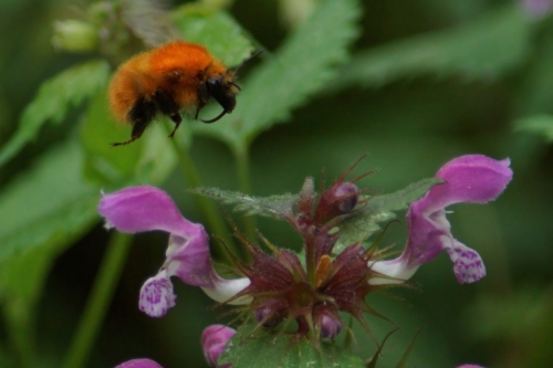 DSC09387-topaz-denoise-sharpen