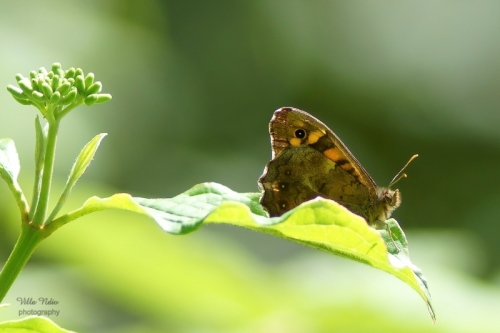 Speckled Wood Butterfly in the Villa Ndio Garden