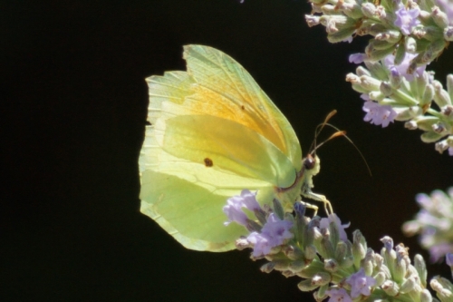 DSC09949-topaz-enhance-2.3x