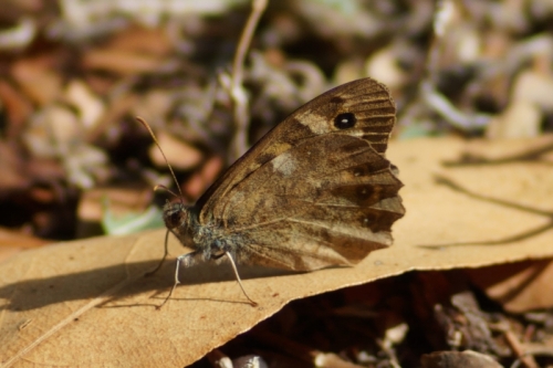 DSC09978-topaz-enhance-2.3x