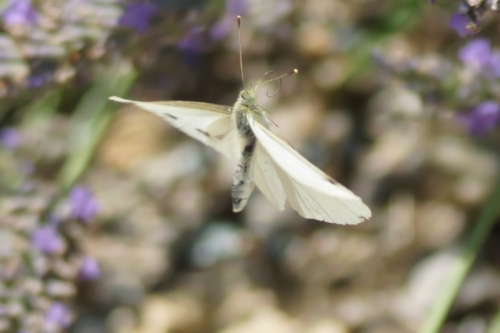 DSC09992-topaz-enhance-3.9x