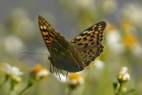 Val,enzia in Flight