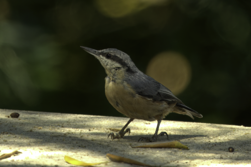 Birds of Villa Ndio