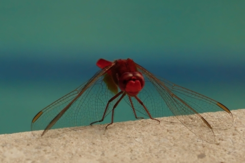 RXX08760-topaz-denoise-enhance-2.1x-sharpen