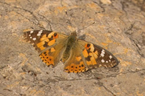 Painted Lady 