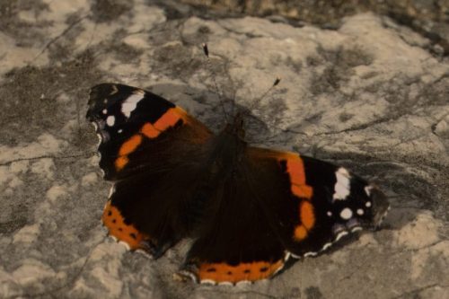 Vanessa Atalanta