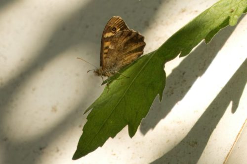 Speckled Wood Butterfly