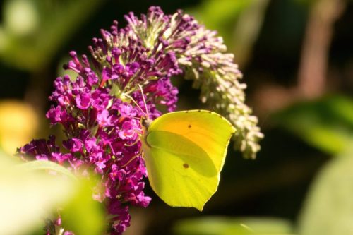 Brimestone Butterfly fidelity v2-2x