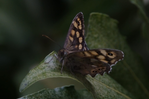 _RXX2147-topaz-denoise-sharpen
