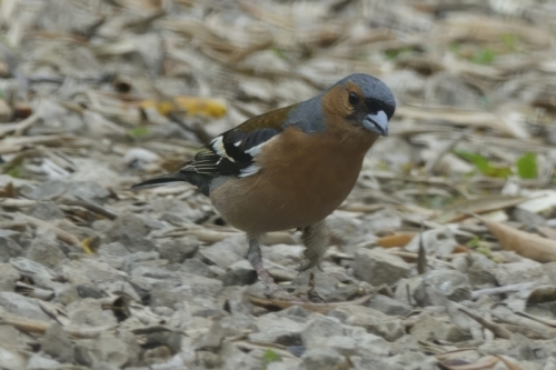 _RXX3498-topaz-enhance-3.1x-sharpen