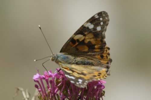 _RXX4252-topaz-enhance-1.9x