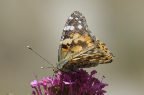 _RXX4253-topaz-enhance-2x