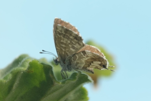 _RXX4752-topaz-enhance-2.3x