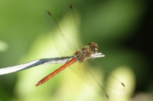 _RXX8616-topaz-enhance-1.6x