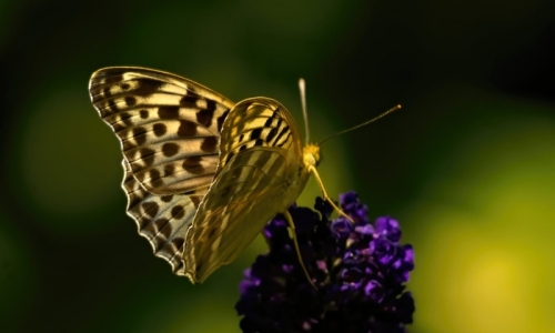 Silver-washed Fritillary v. valezina on Buddleia in the Villa Ndio Garden