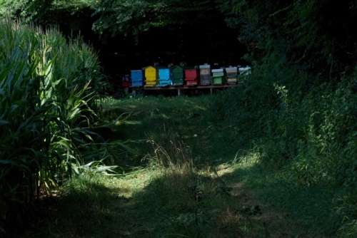 7R39656-topaz-denoiseraw-sharpen-studio