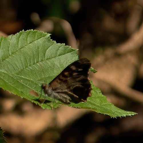 7R39663-topaz-denoiseraw-sharpen