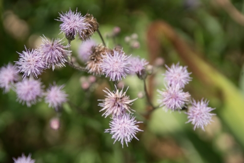 7R39675-topaz-denoiseraw-sharpen