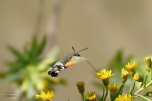 Hummingbird Hawk Moth