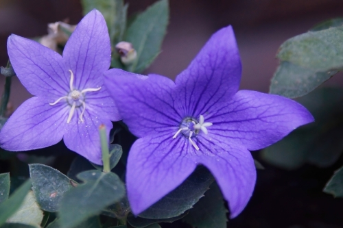 DSC08515-topaz-sharpen